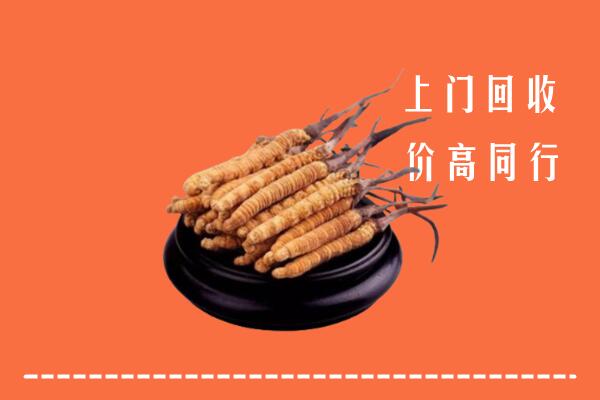 容城县回收散虫草